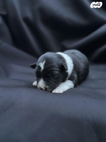 כלב בורדר קולי