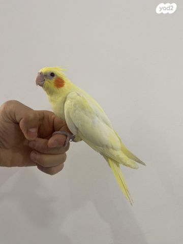 תוכי קוקוטייל