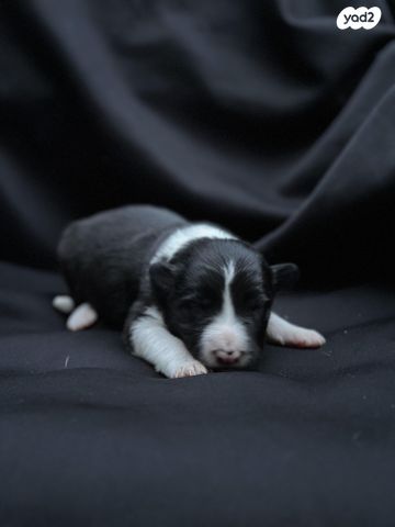 כלב בורדר קולי