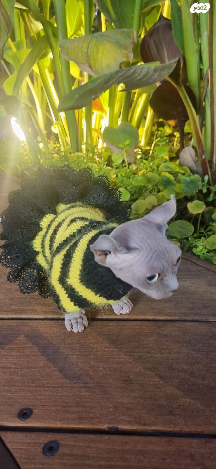 חתול ספינקס