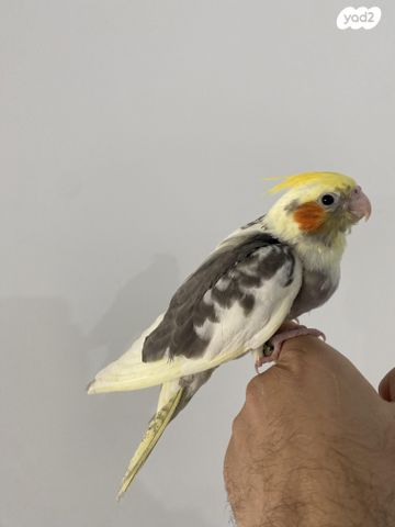 תוכי קוקוטייל