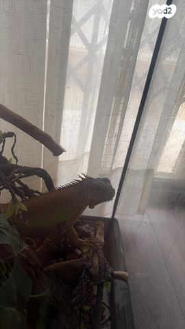 זוחל איגואנה