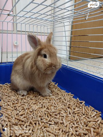 מכרסם ארנב \ שפן