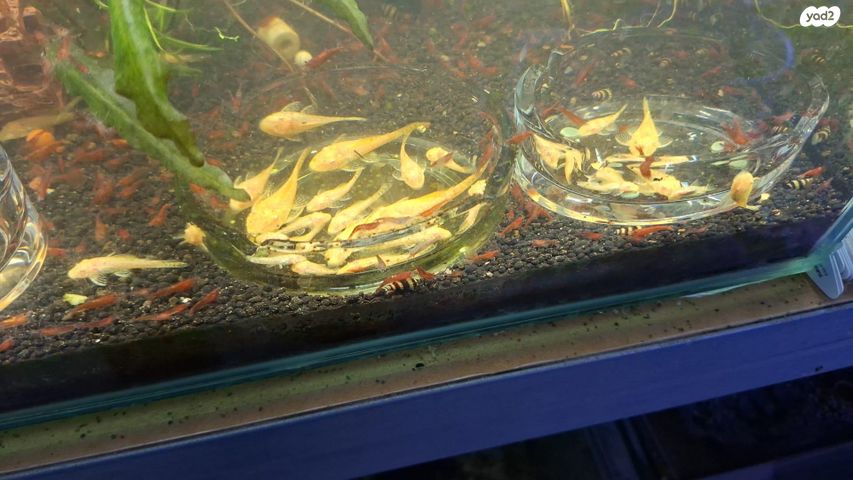 דג דגי חתול