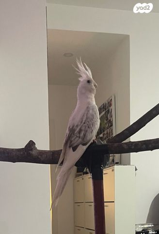 תוכי קוקוטייל