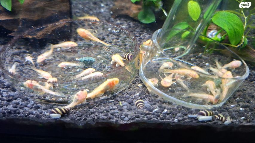 דג דגי חתול