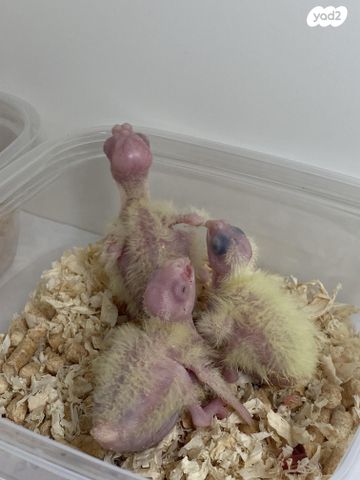 תוכי קוקוטייל