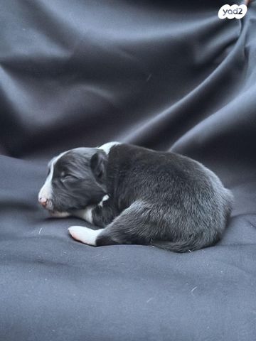 כלב בורדר קולי