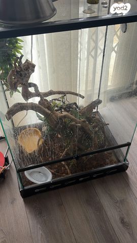 זוחל איגואנה