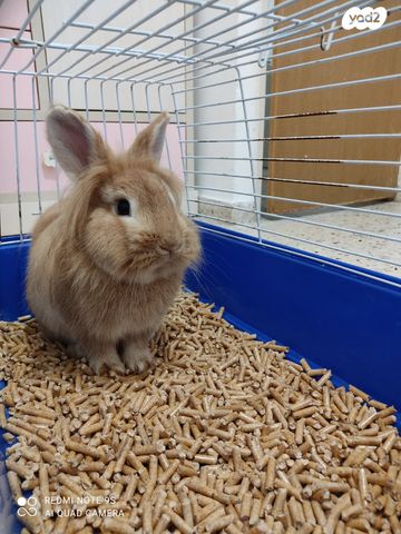 מכרסם ארנב \ שפן