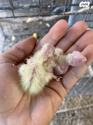 תוכי קוקוטייל