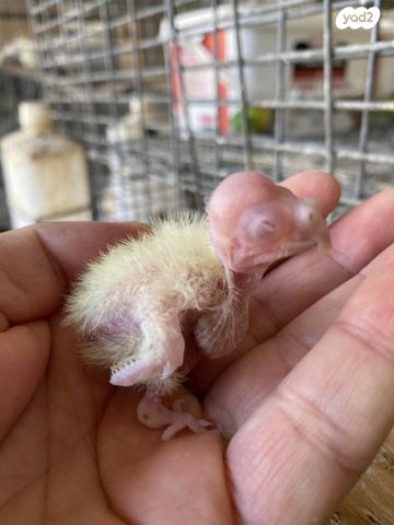 תוכי קוקוטייל