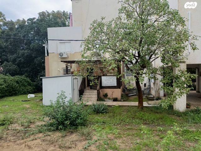 שבטי ישראל 50