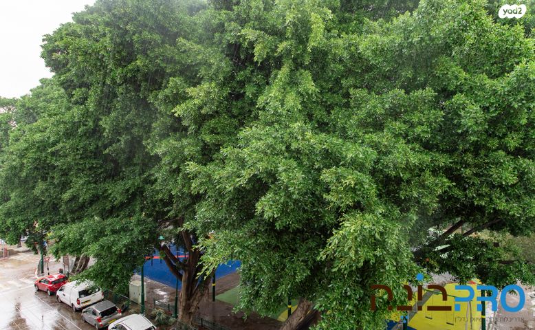 דירה, ראשון לציון