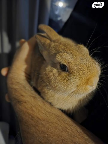 תמונת מודעה - חיות מחמד