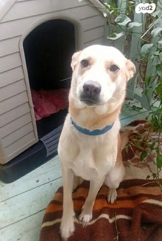 תמונת מודעה - חיות מחמד