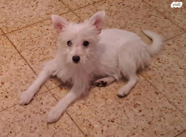 תמונת מודעה - חיות מחמד