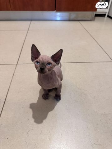 תמונת מודעה - חיות מחמד