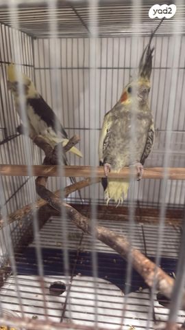 תמונת מודעה - חיות מחמד