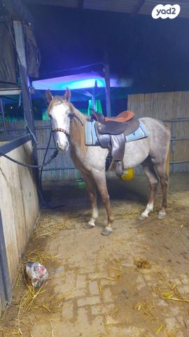 תמונת מודעה - חיות מחמד