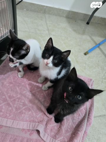 תמונת מודעה - חיות מחמד