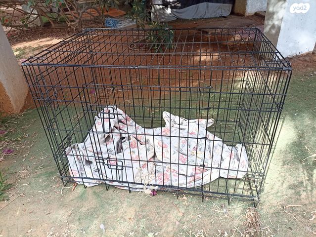 תמונת מודעה - חיות מחמד