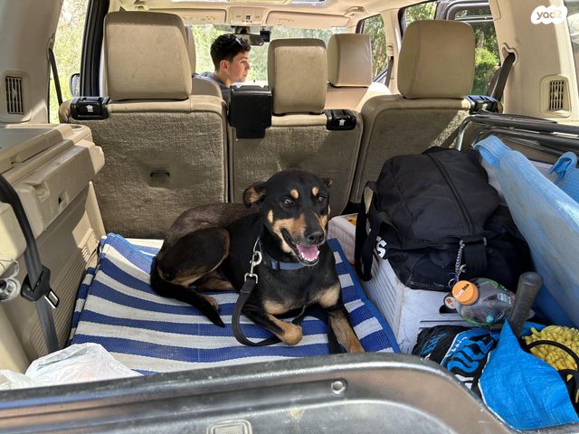 תמונת מודעה - חיות מחמד