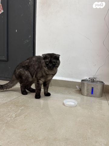 תמונת מודעה - חיות מחמד