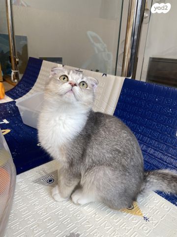 תמונת מודעה - חיות מחמד