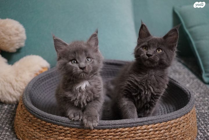 תמונת מודעה - חיות מחמד