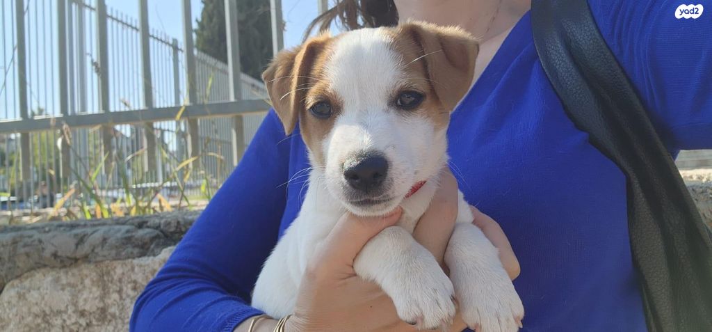 תמונת מודעה - חיות מחמד