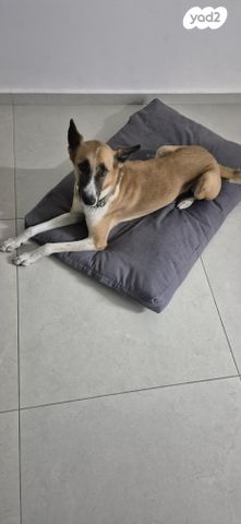 תמונת מודעה - חיות מחמד