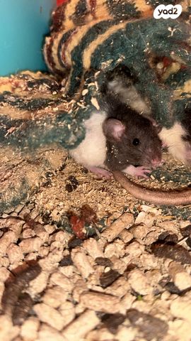 תמונת מודעה - חיות מחמד