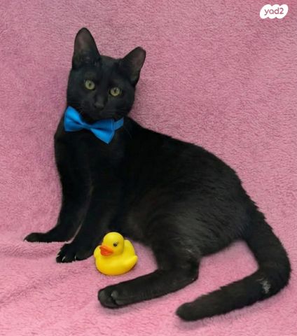 תמונת מודעה - חיות מחמד