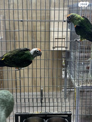 תמונת מודעה - חיות מחמד