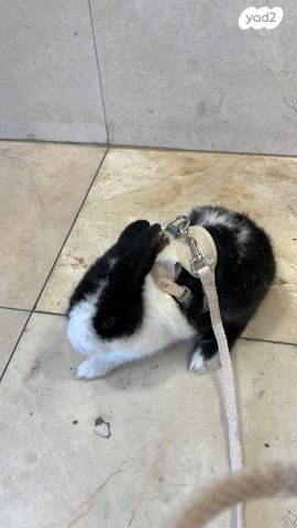 תמונת מודעה - חיות מחמד