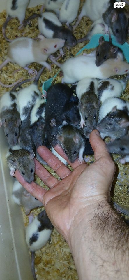 תמונת מודעה - חיות מחמד