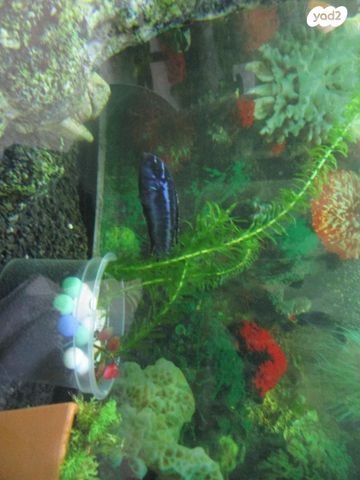 תמונת מודעה - חיות מחמד