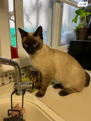 תמונת מודעה - חיות מחמד