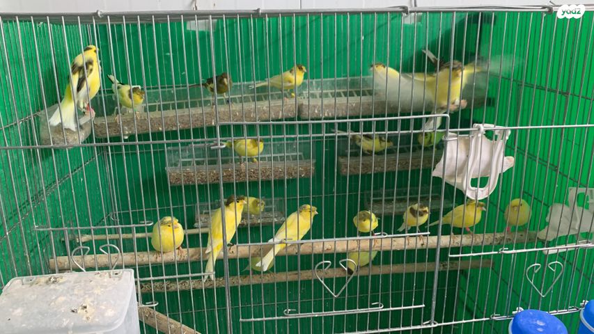 תמונת מודעה - חיות מחמד