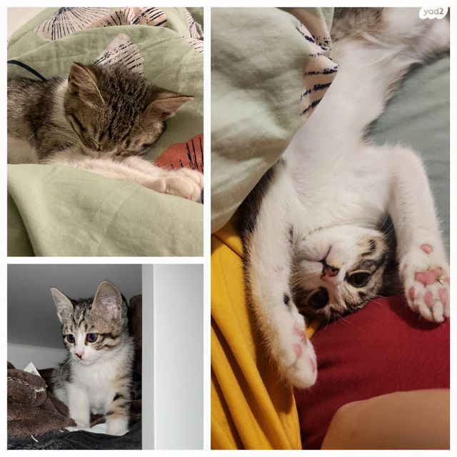 תמונת מודעה - חיות מחמד