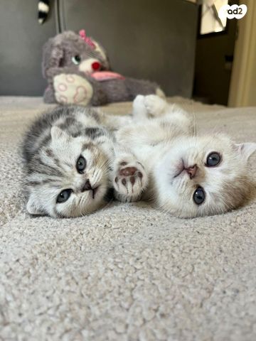 תמונת מודעה - חיות מחמד