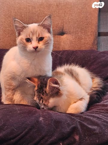 תמונת מודעה - חיות מחמד