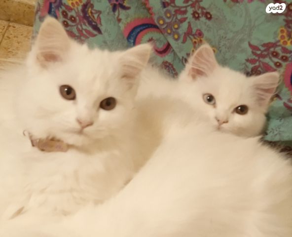 תמונת מודעה - חיות מחמד