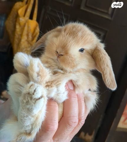 תמונת מודעה - חיות מחמד