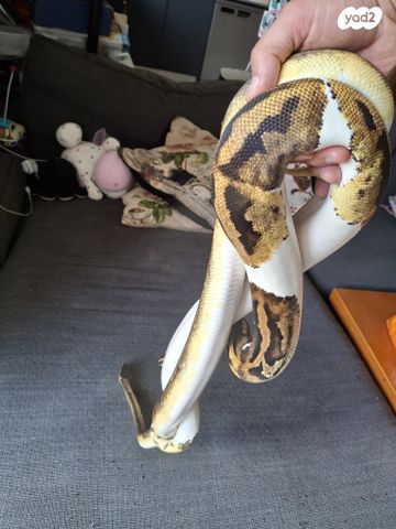 תמונת מודעה - חיות מחמד