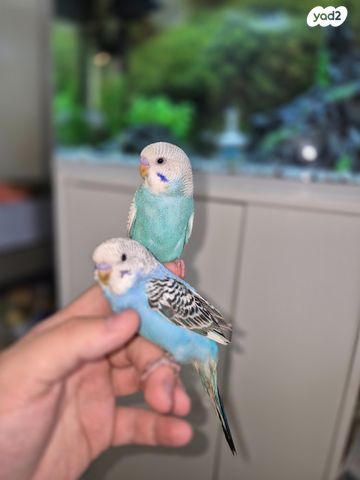 תמונת מודעה - חיות מחמד