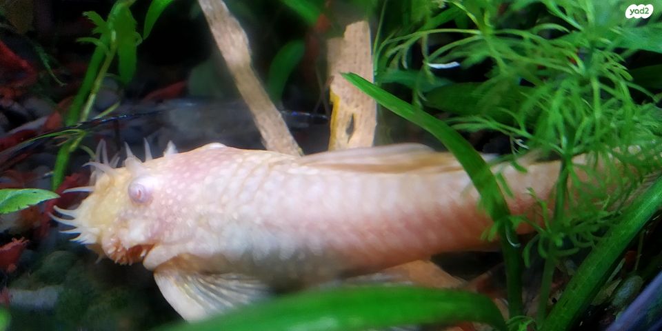 תמונת מודעה - חיות מחמד