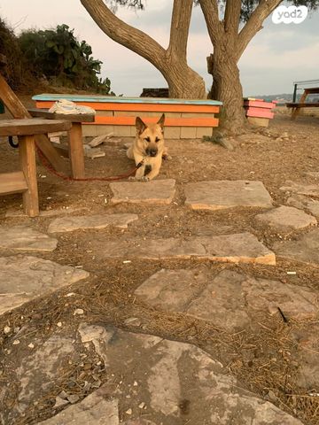 תמונת מודעה - חיות מחמד