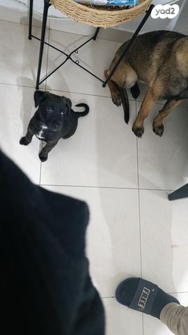 תמונת מודעה - חיות מחמד